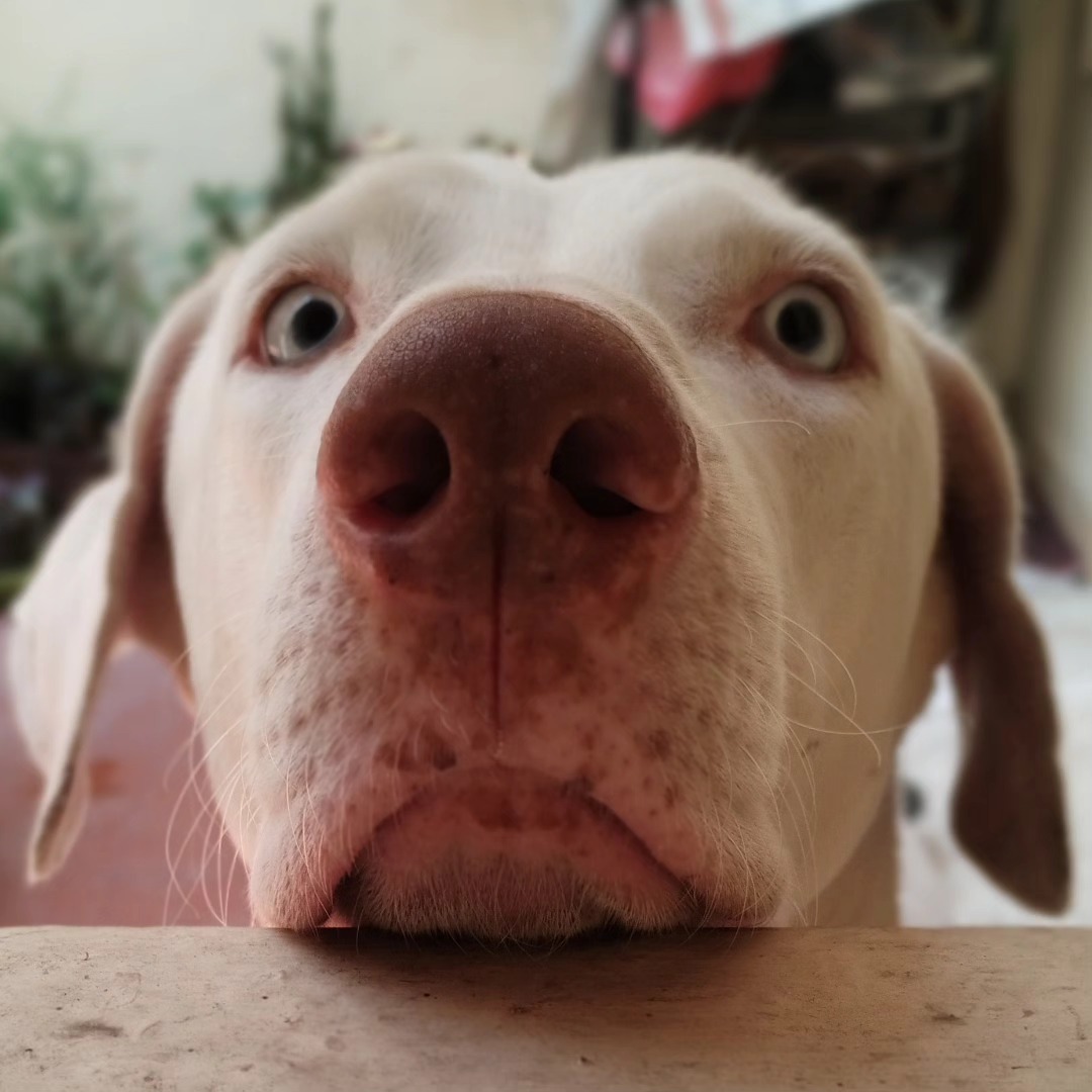 Curiosity, up close