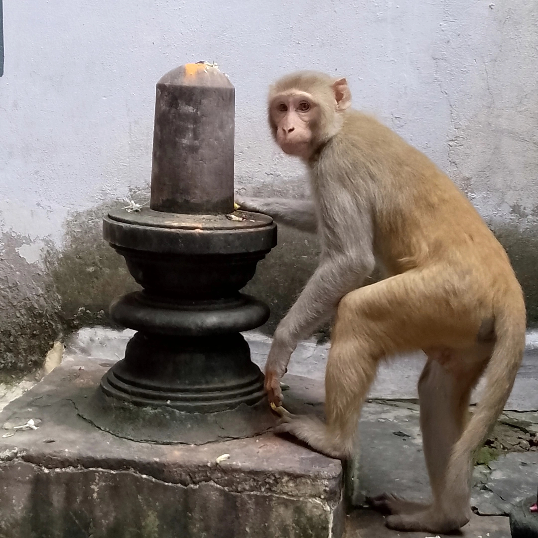 Monkey man
