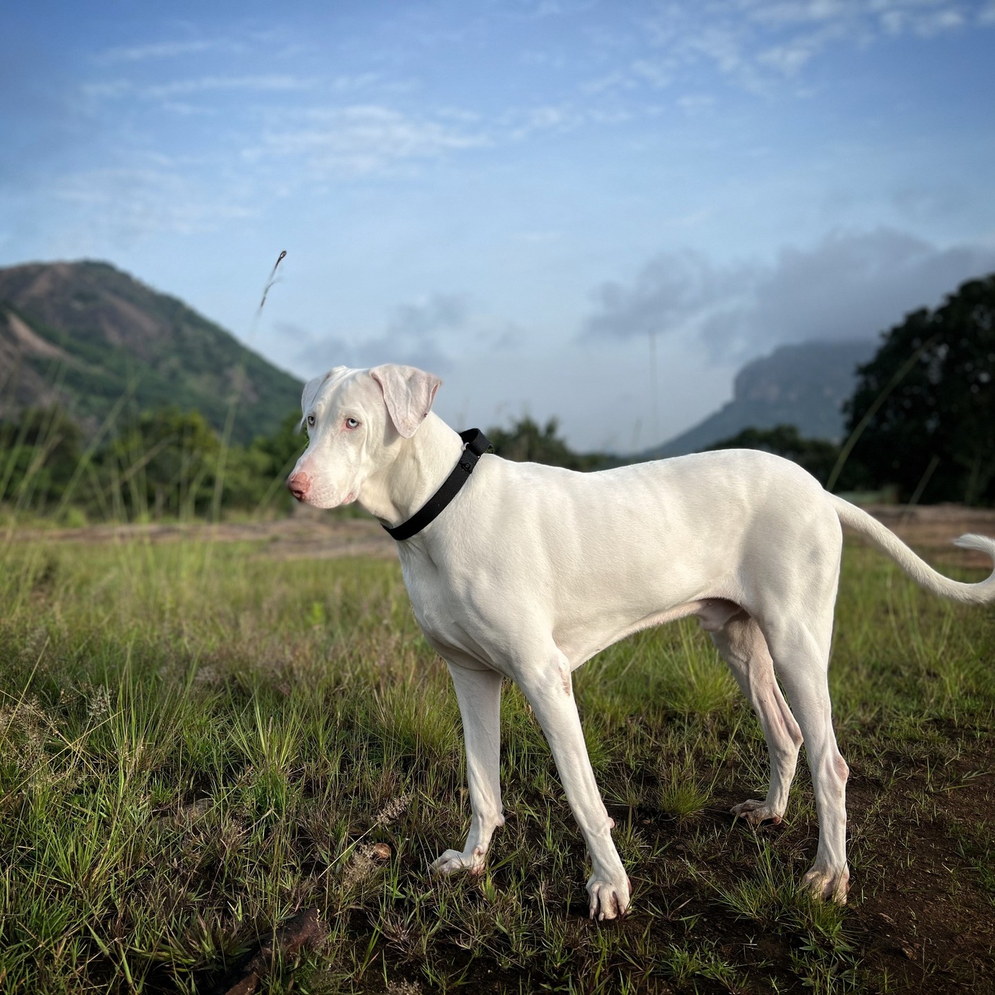 Vali, Rajapalayam dog
