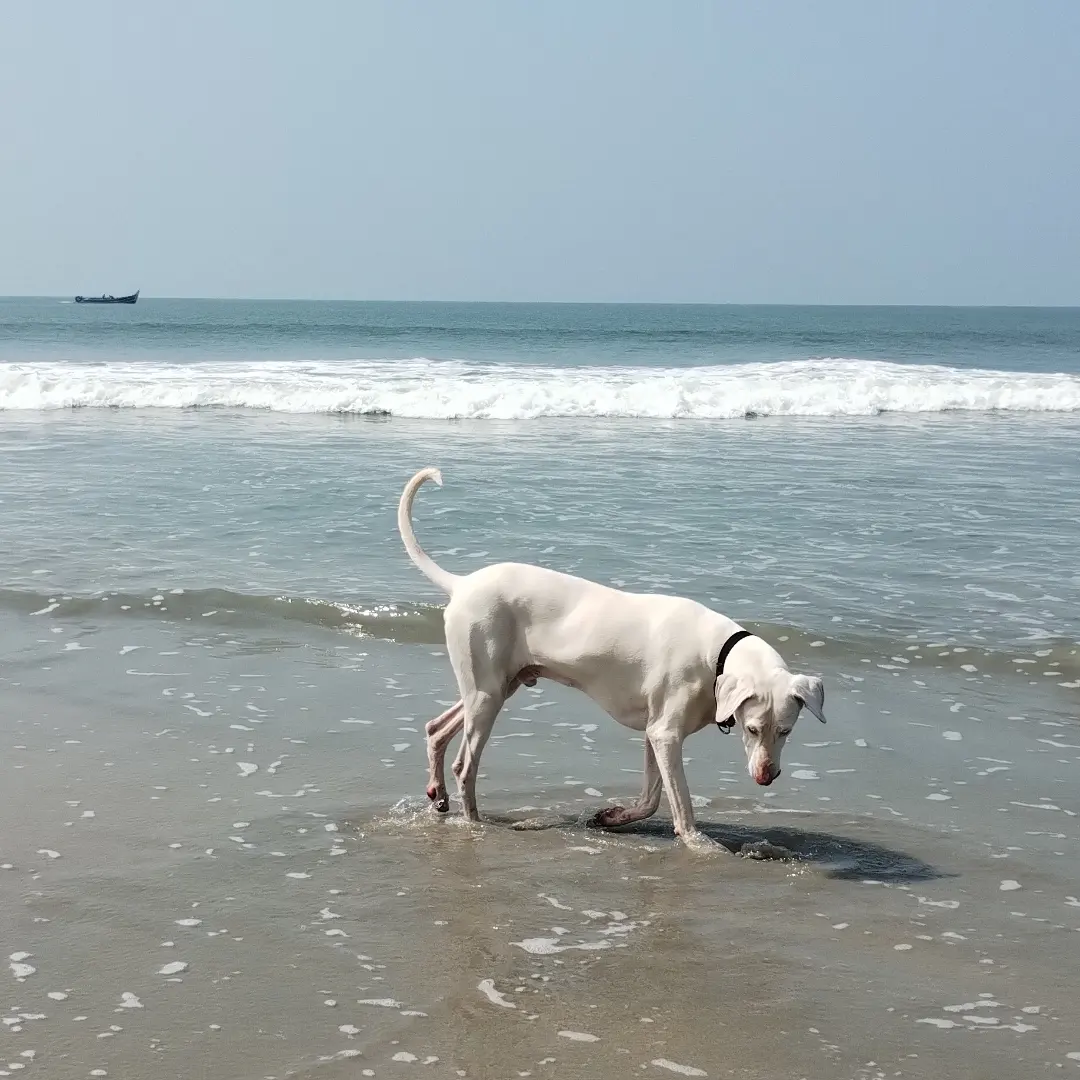 Beach dog