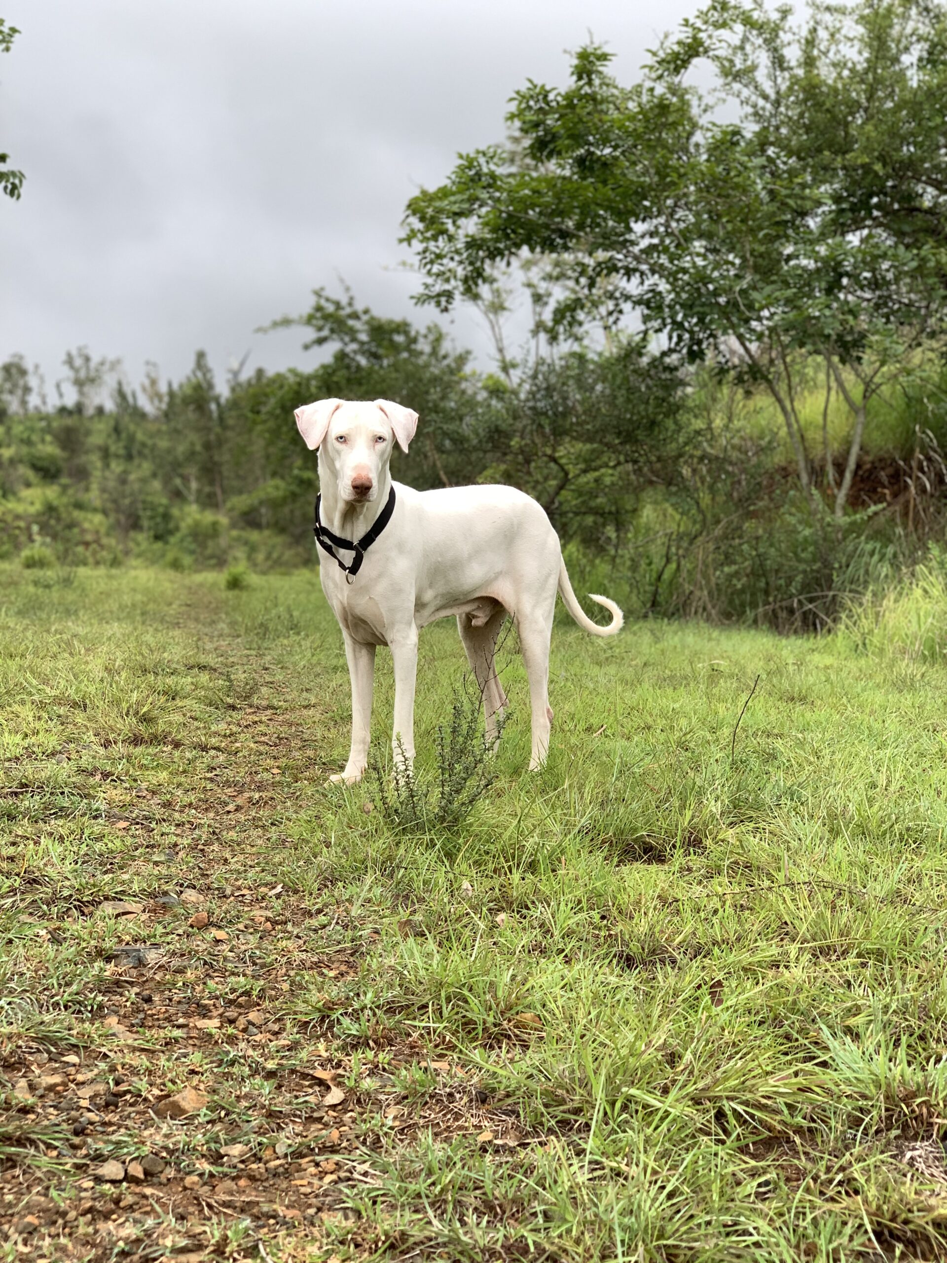 Vali, Rajapalayam dog