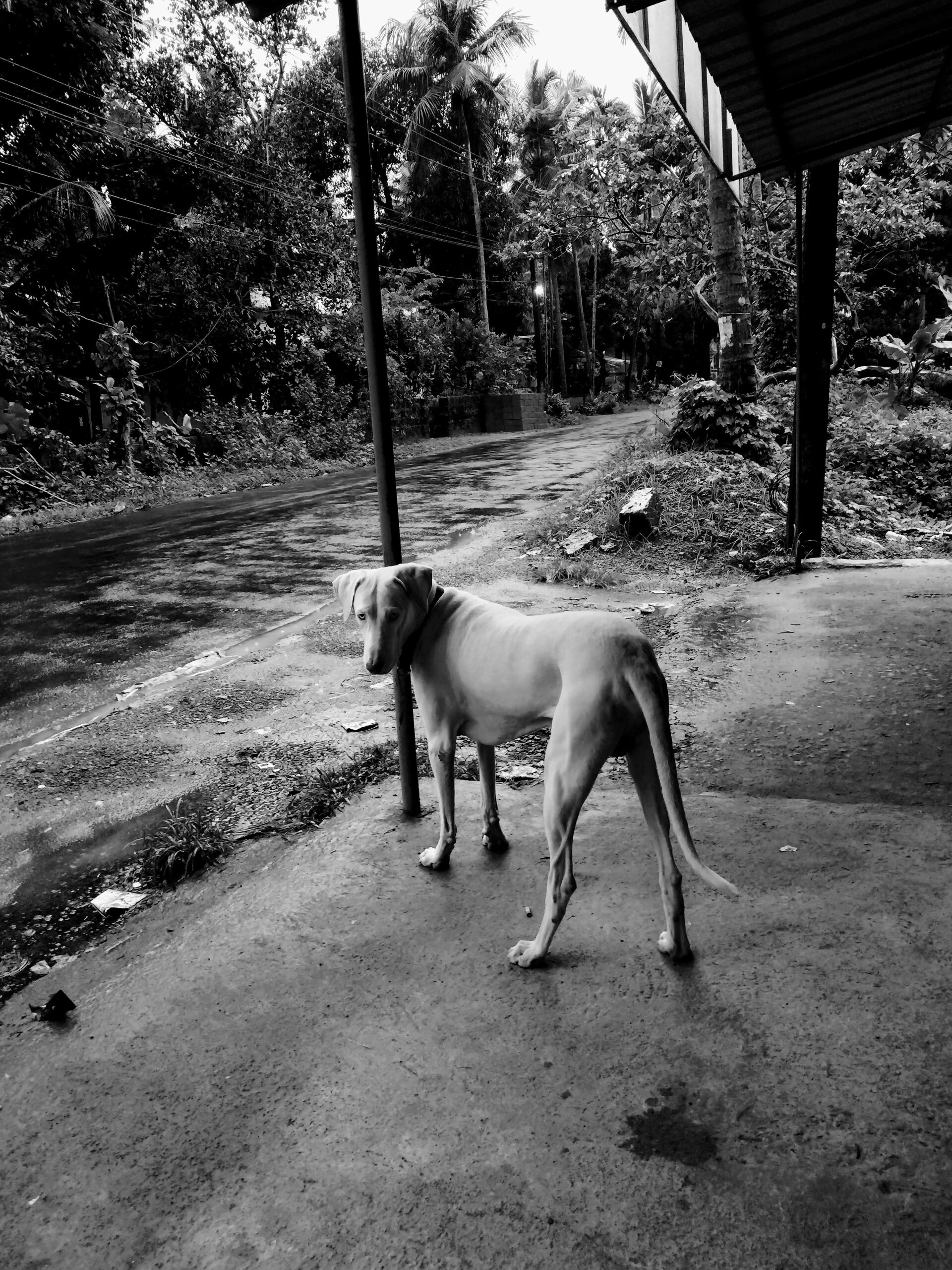 Vali, Rajapalayam dog