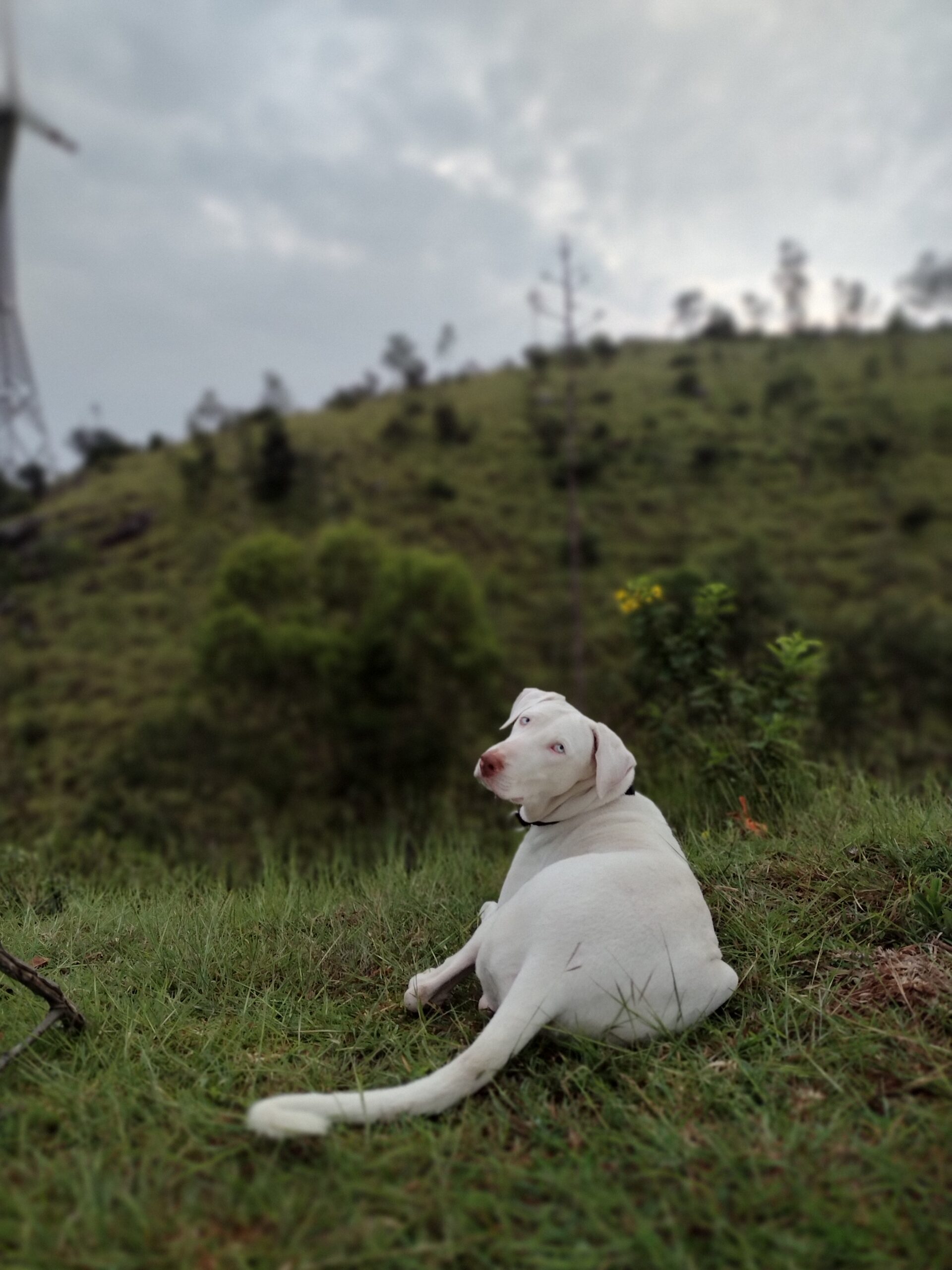 Vali, Rajapalayam dog