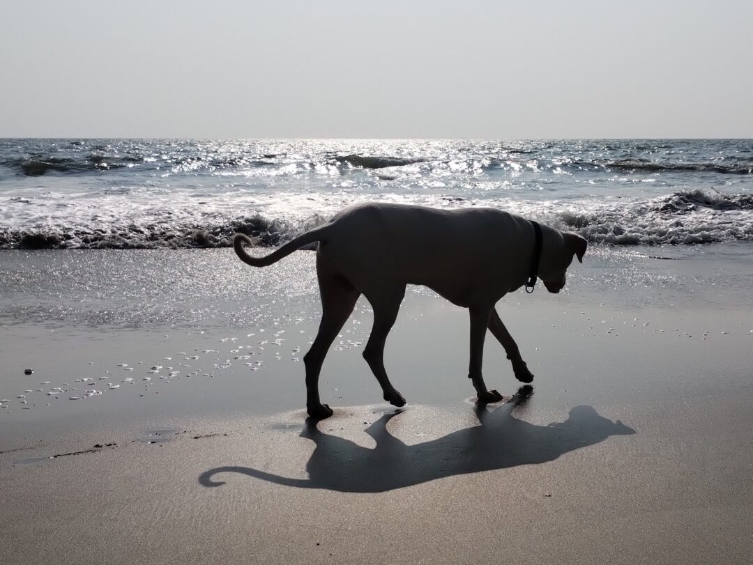 Vali, Rajapalayam dog