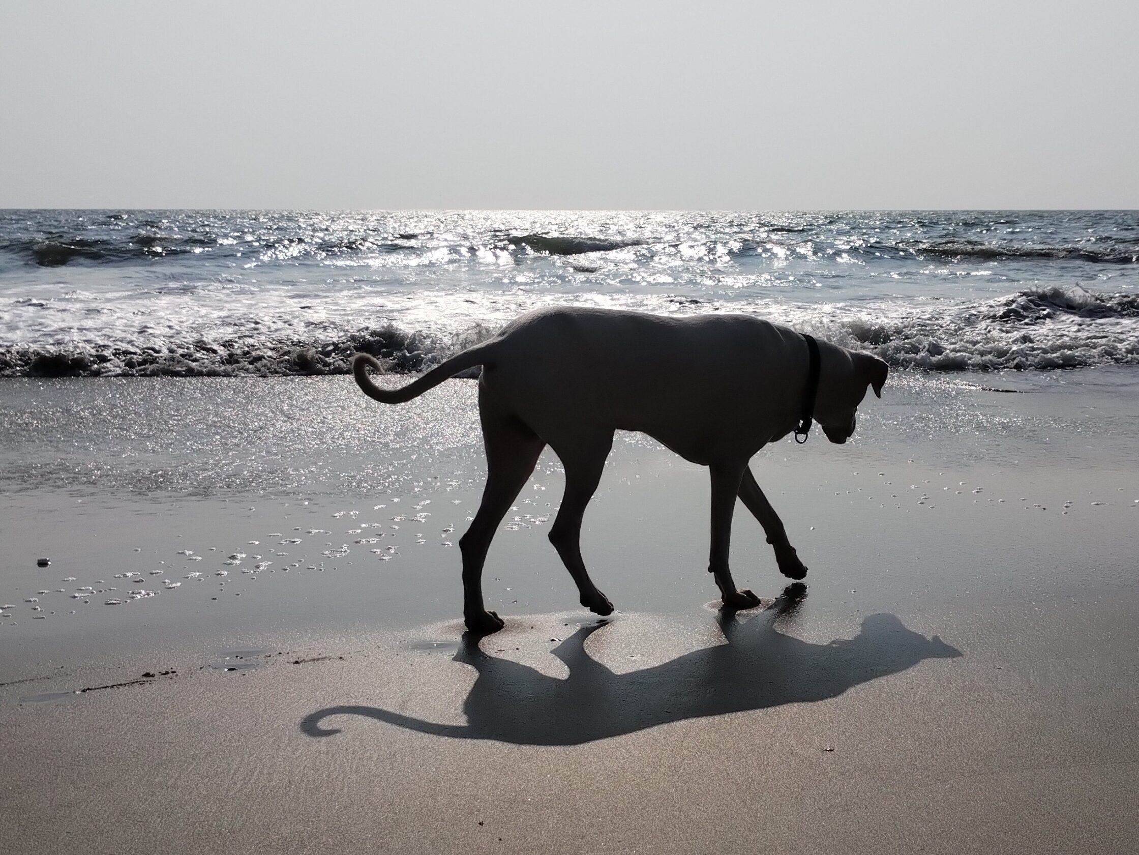 Vali, Rajapalayam dog