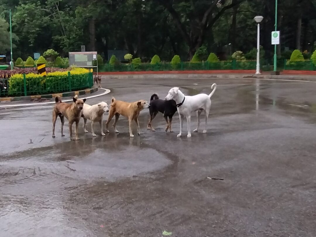 Dogs of cubbon park